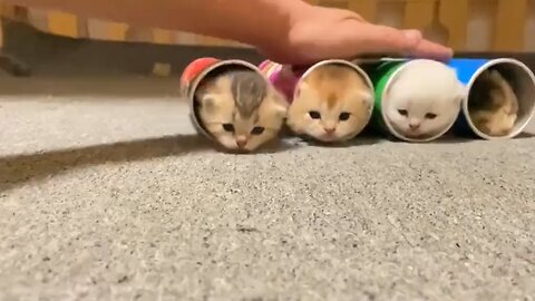 cute cats 😍😍