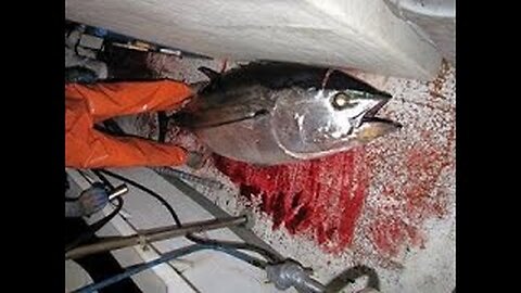 Tuna Fishing the Deep Ocean Canyons