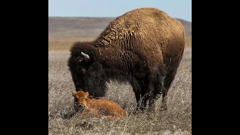 The Buffalo Relations: Yellowstone Nation Park, States, & Ranchers Violence