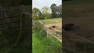 These pigs! Grass is always greener! | #kunekune #pig #homesteading #farmlife