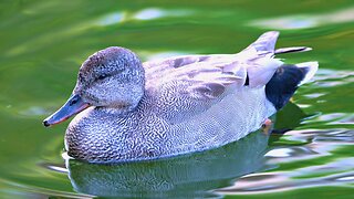 Mr. Gadwall Duck Does Some More Swimming in the Pond