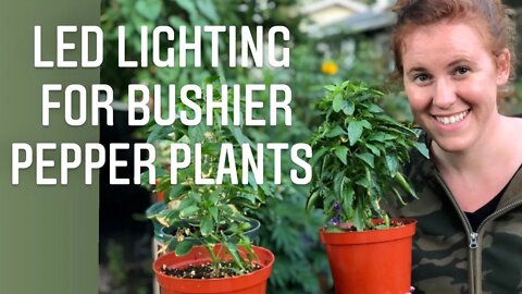 SIGNS YOUR GROW LIGHT IS TO CLOSE. GROW LIGHT BURN IN PLANTS | Gardening in Canada 🇨🇦