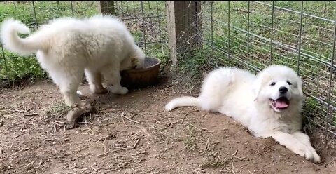 Lily & Honey in Training to be Large Guardian Dogs. 10wks.