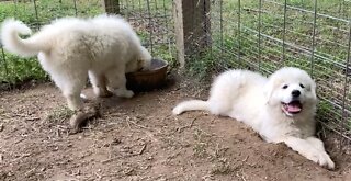 Lily & Honey in Training to be Large Guardian Dogs. 10wks.