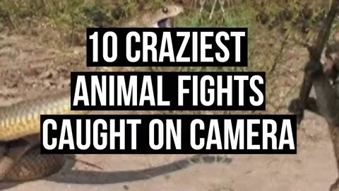 Wildlife Wild Animals | Caught On Camera | Animals Fighting | Wildlife Lover.