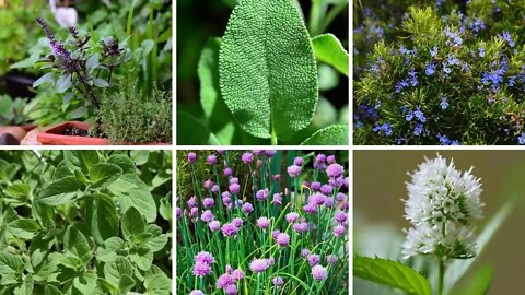 6 Cold Hardy Herbs That Everyone Needs To Grow!! Perennial Herbs For The Garden