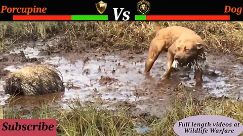 UNSTOPPABLE Porcupine CONQUERS Lion, Snake, Leopard, and Dog in EPIC BATTLES!