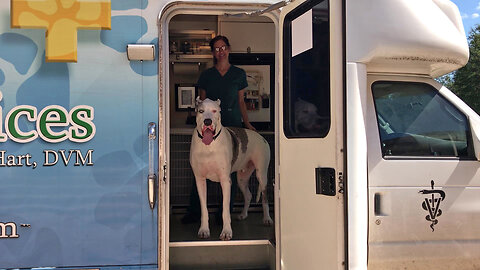 Funny Great Dane Doesn't Want To Leave The Mobile Vet RV