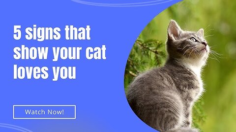 5 signs that show your cat loves you