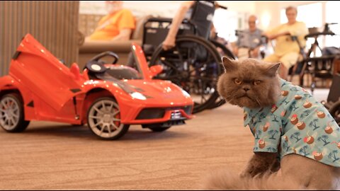 'It’s just a miracle;' from a rough start to life to a therapy cat for the elderly