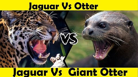 Jaguar Vs Giant Otter. Jaguat Attack Otter. (Tutorial Video)