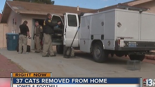 37 cats removed from Las Vegas home