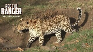 Leopards Of The Mara | Fig Female Leopard On the Move | Zebra Plains