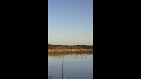Reflection of birds in pond