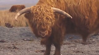 Highland Bull