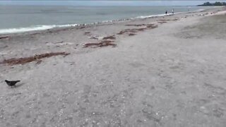 Red Tide continues to linger, but how much longer?