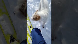 Ares jack russell natural in back country skiing