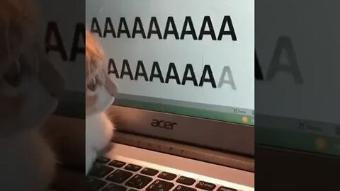Cat tries using the keyboard