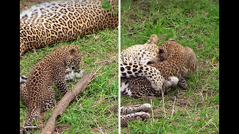 Leopard cub testing his mother's patience