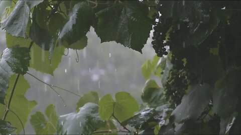 8 Horas Relaxante - Dormir ao som de chuva no telhado e nas folhas Relaxar e acalmar a mente