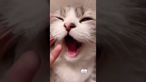 Cute and Funny Cats are playing# very funny moment