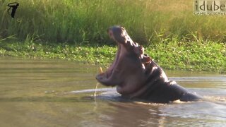 Aggressive Young Hippo