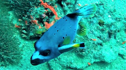 Annoyed puffer fish can't shake off determined cleaner wrasse