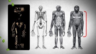 Where do Humans Come From? | Evolution of Homo Species |