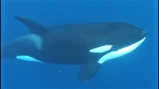 Scuba divers jump in to meet orcas, the ocean's top predator