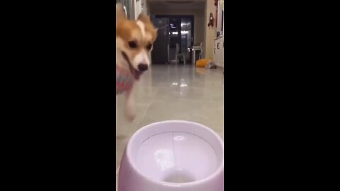 Dog playing ALONE with a tennis ball thrower