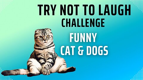 Try Not To Laugh Challenge - Funny Cat & Dog