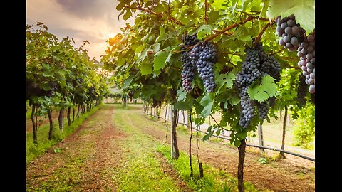 Sweet & Good Torah - The Great Beauty and Holiness of the Land of Israel