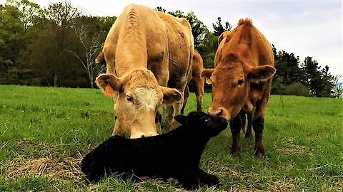 Calf takes his first wobbly steps while mom looks on