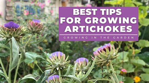 HOW to PLANT and GROW ARTICHOKES, plus TIPS for growing artichokes in HOT CLIMATES