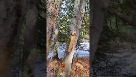 Bond Falls in the U.P.