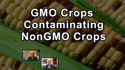 Can GMO Crops Contaminate NonGMO Crops? - Jeffrey Smith, Stephanie Seneff