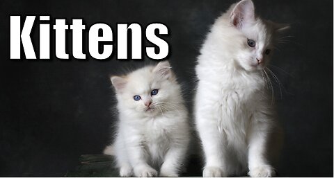 Cute And Pretty Kittens | بِلّی کے نَنھے مٌنّے، پیَارے پیَارے بَچّے