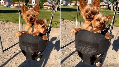 Cute Doggies Have A Blast On The Swing