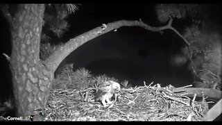 Eating The Breakfast Mom Brought 🦉 4/7/22 04:39