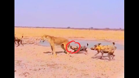 Hyena attacks lion #hyena #lion