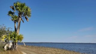 Skipper Bay Afternoon with palm tree and wind - Winter 2022