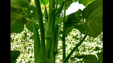 Collecting Homegrown Okra Seed