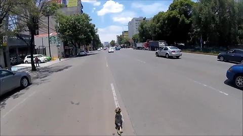 Intense high-speed dog rescue through streets of Mexico City