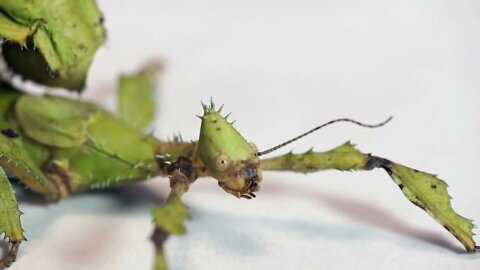 Studio shot of adult female of Extatosoma tiaratum, or giant prickly stick insect, Macleay's spectre