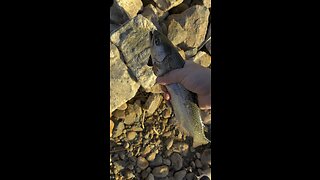 Trout fishing San Diego