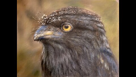 Tawny-Frogmouth Australian native bird.