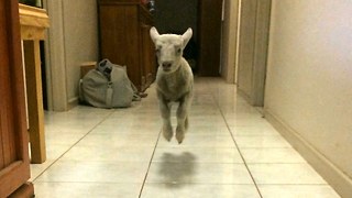 Cute Bouncing Lamb Becomes Huge Internet Star