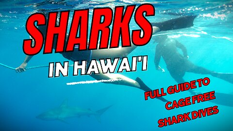 I Swam With Sharks In Hawai'i