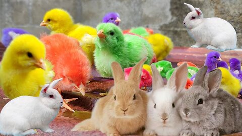 Catch millions of cute chickens, colorful chickens, rainbow chickens, rabbits, ducks, cute animals