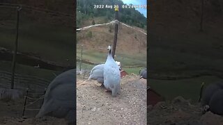 Spying on guinea fowl - Lavender guinea fowl